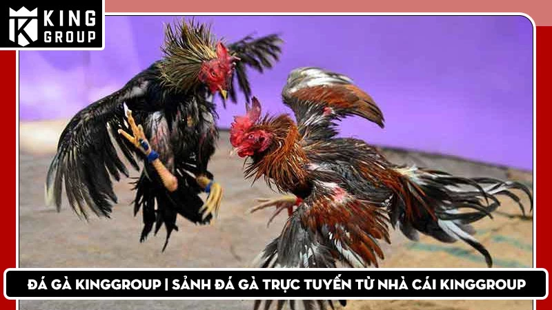 Đá gà KingGroup | Sảnh đá gà trực tuyến từ nhà cái KingGroup