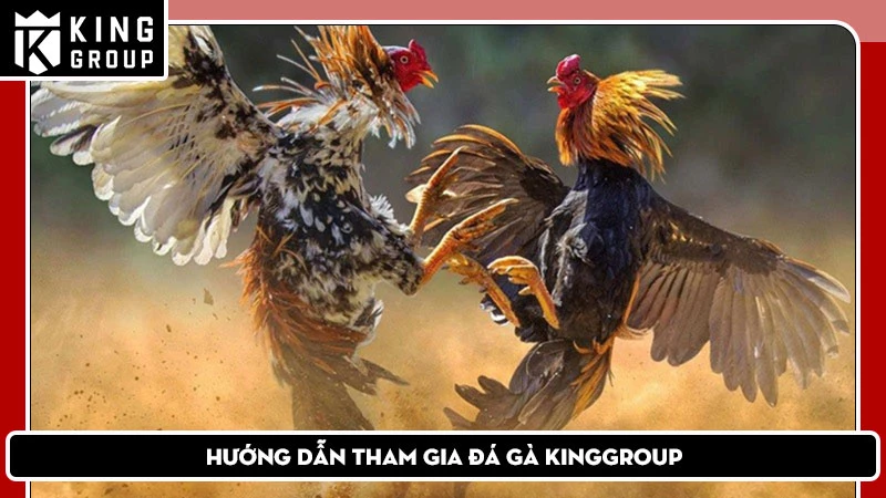 Hướng Dẫn Tham Gia Đá Gà KingGroup