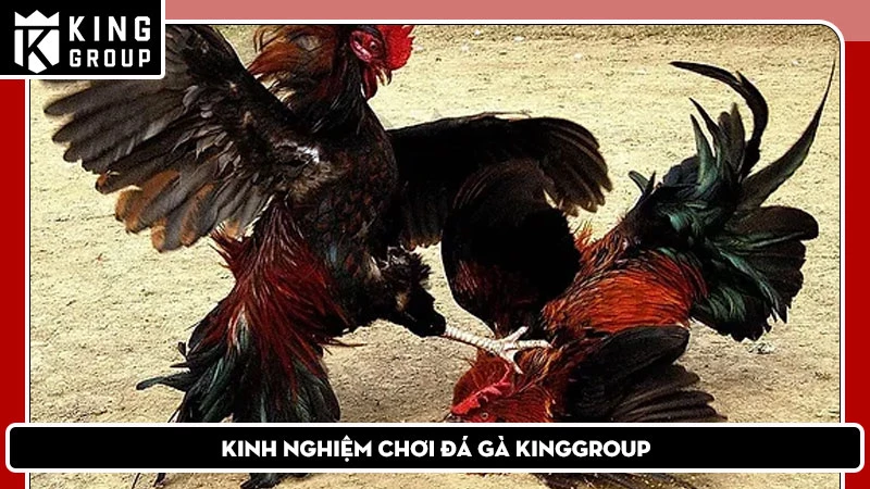 Kinh Nghiệm Chơi Đá Gà KingGroup